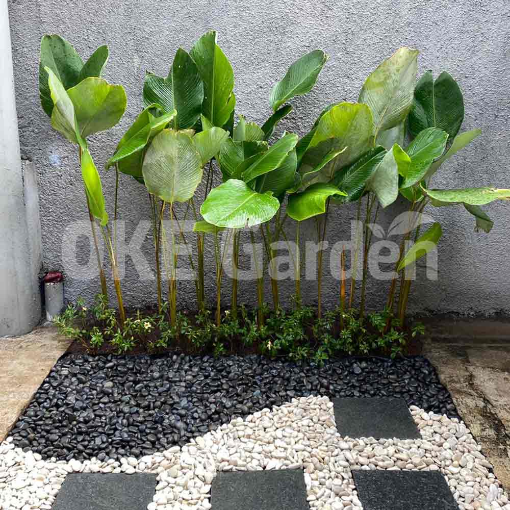 desain taman