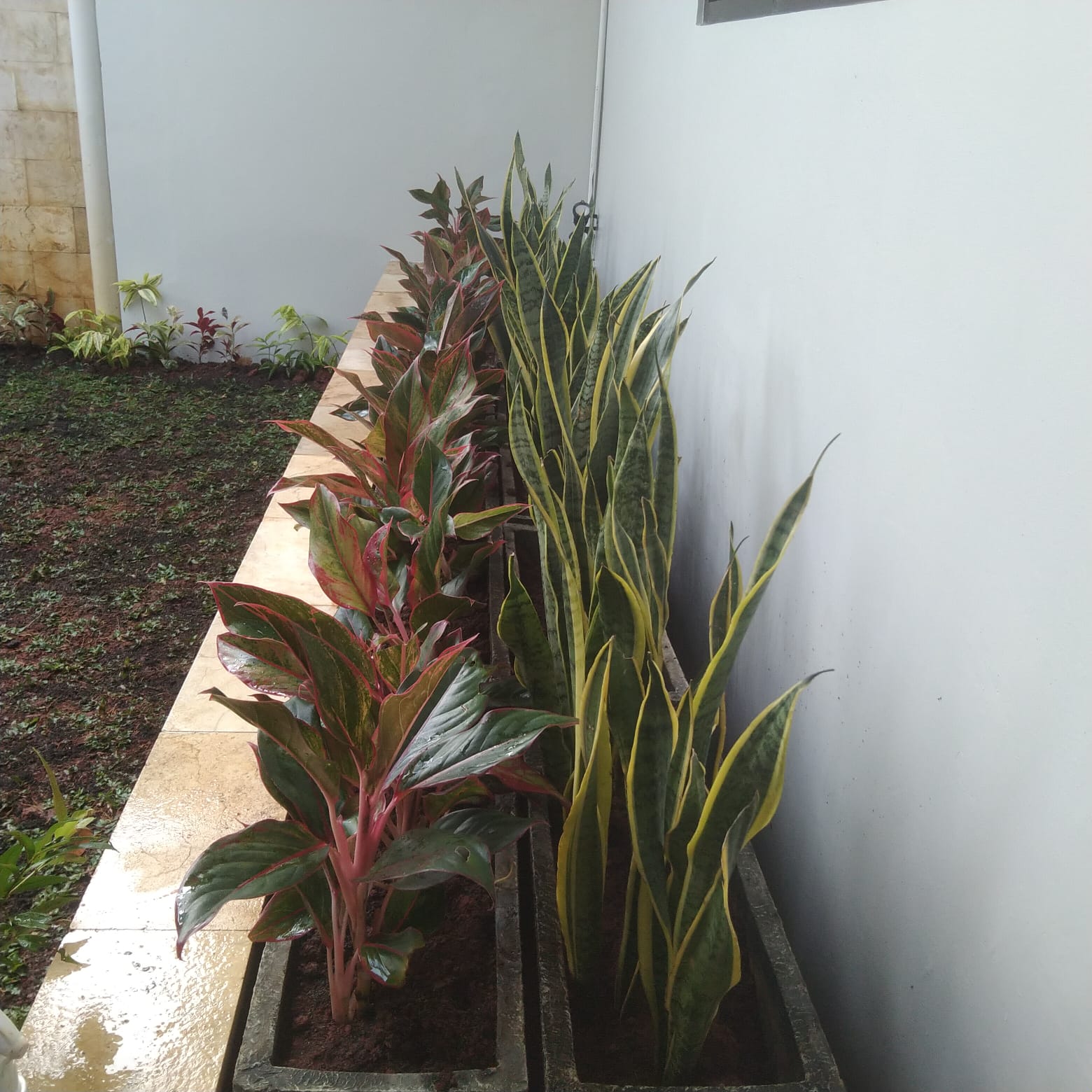 desain taman