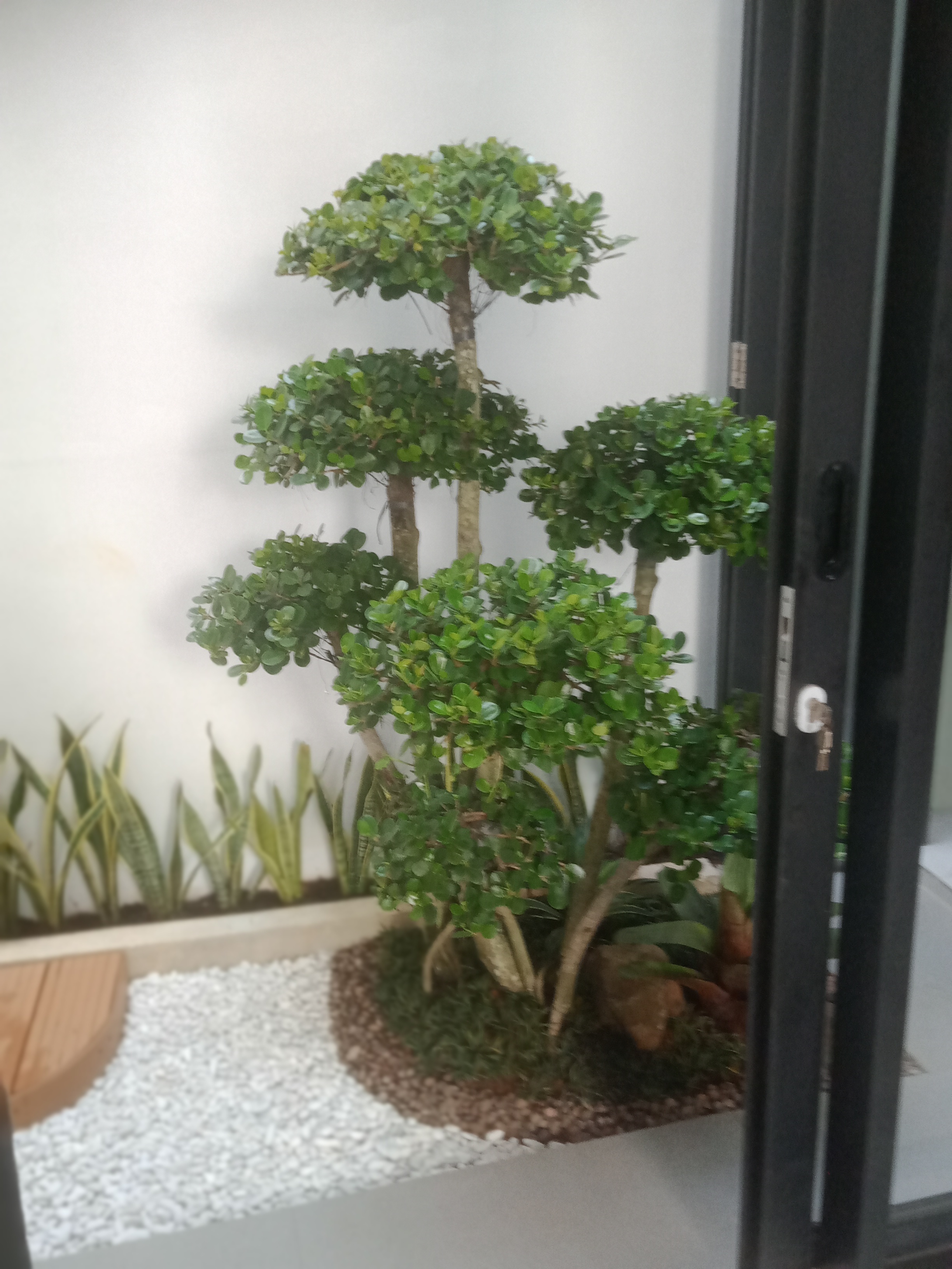 desain taman
