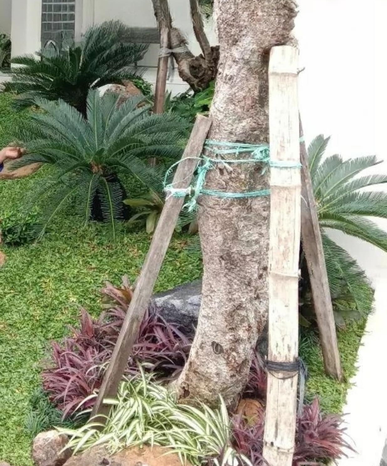 Bambu penyangga pohon (3 batang bambu)
