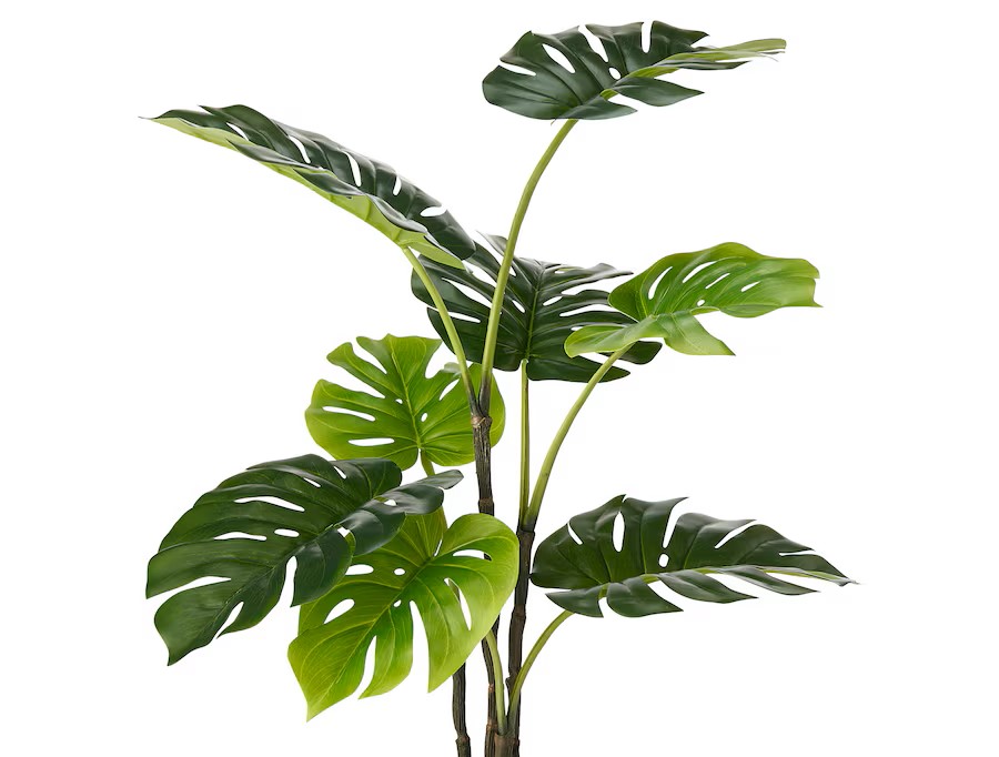 Monsterra artificial
