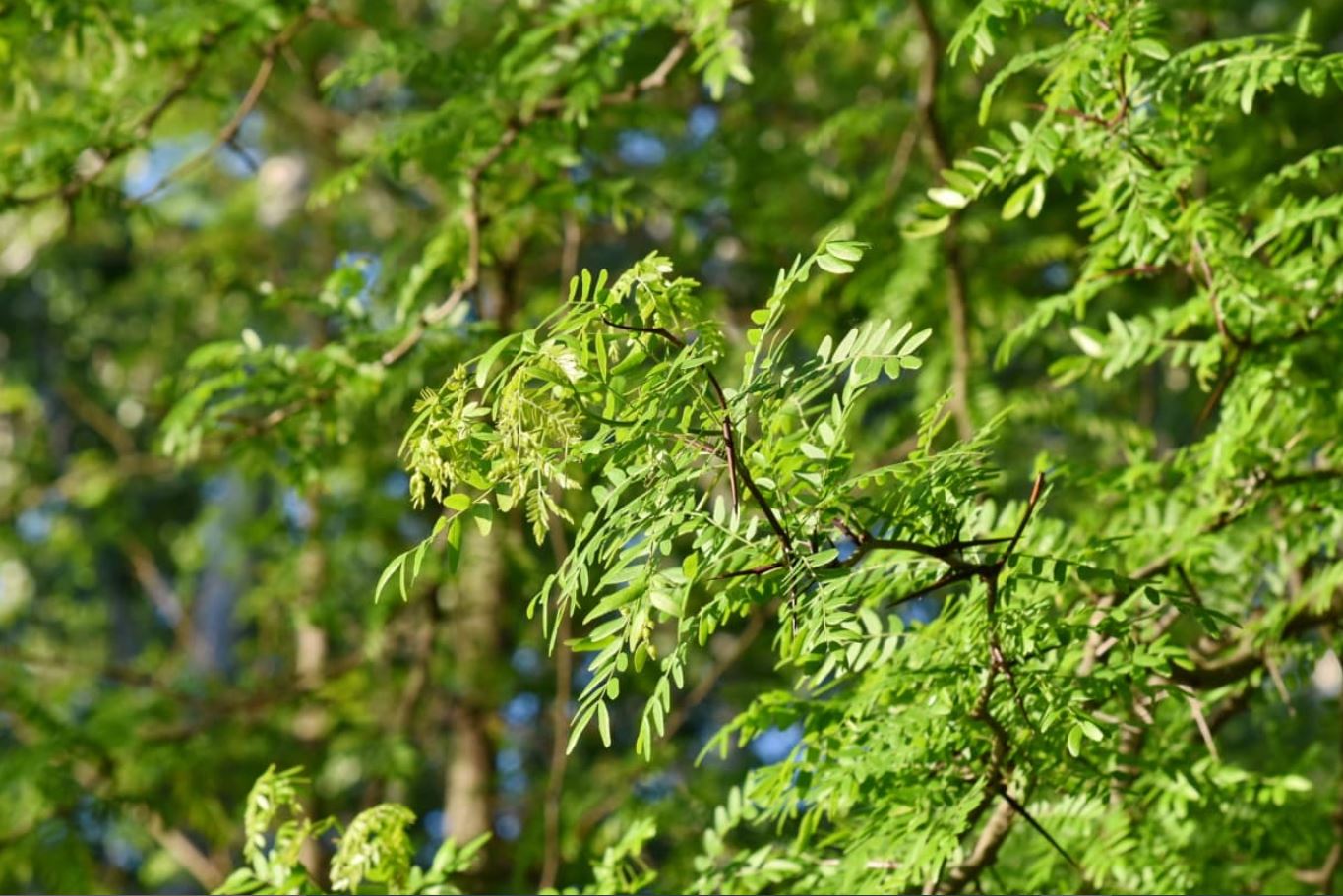 Pohon Akasia