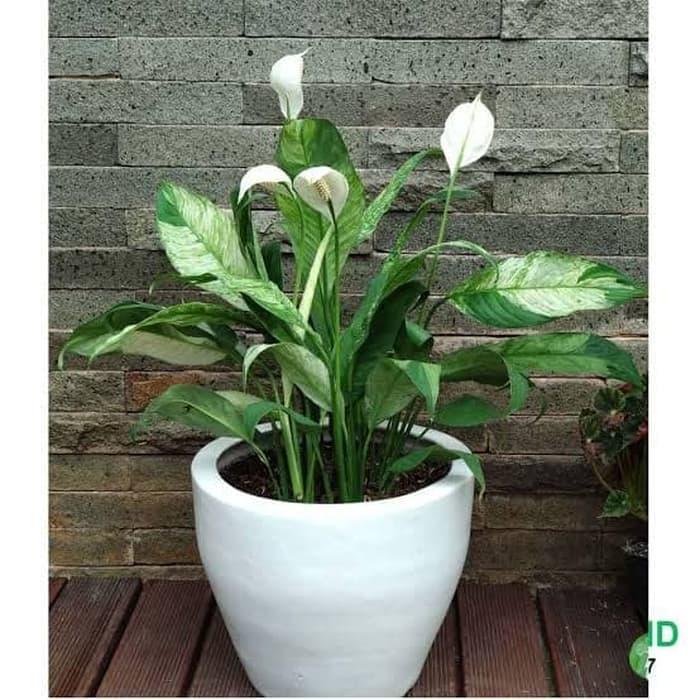 Peace Lili Variegata