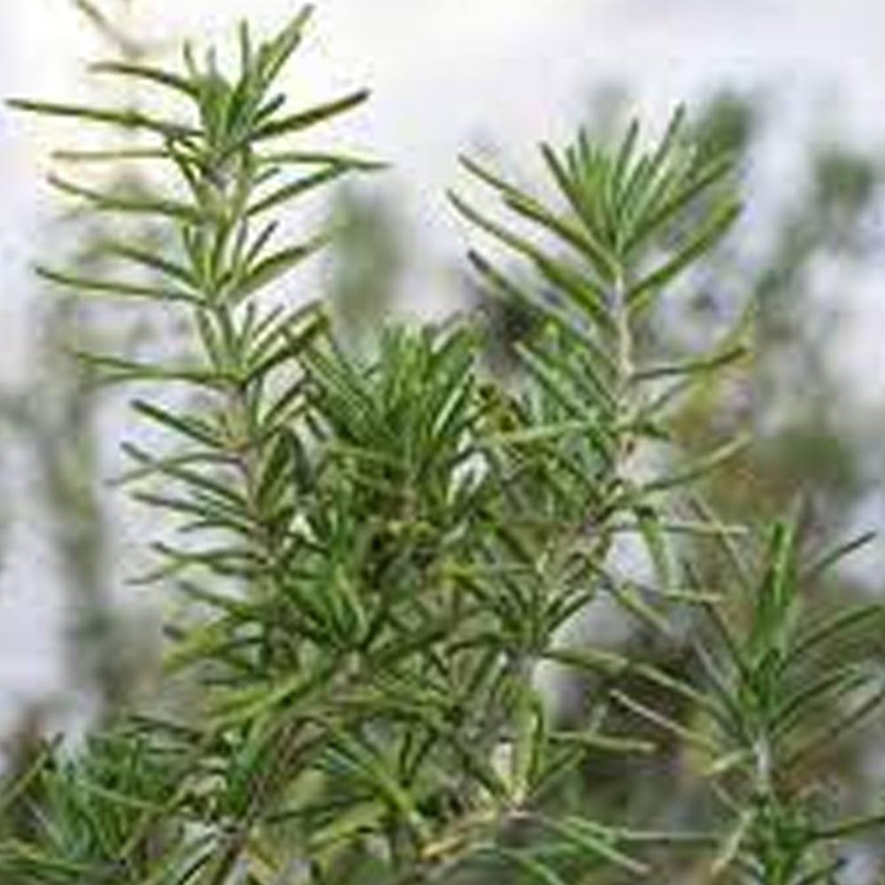 Rosemary t: 20 cm