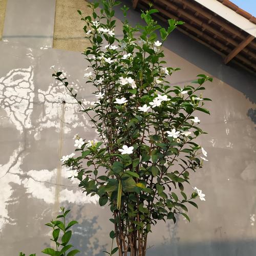 Pohon Melati t - 3,5 meter