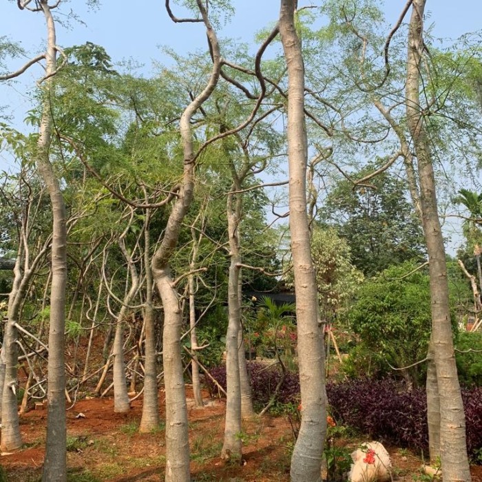 Moringa (tinggi 3 m)
