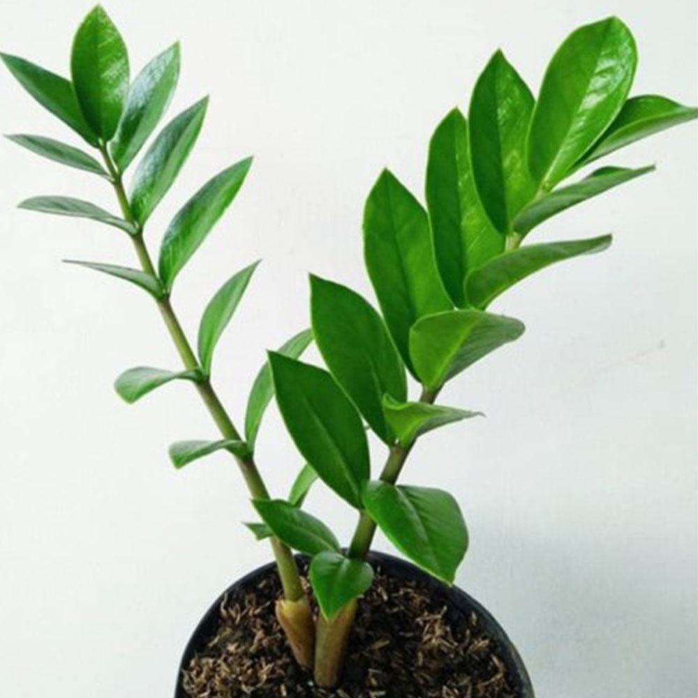 Zamia dollar pot t: 50cm