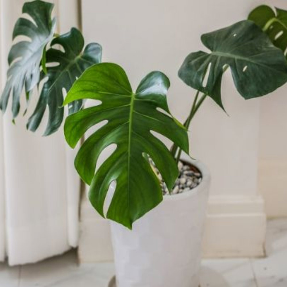 Philo monstera (3-4 daun) t: 50cm