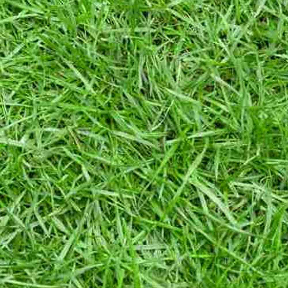 Rumput Jepang