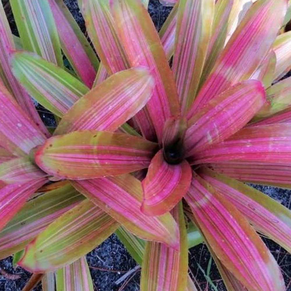 Bromelia martin d: 25 cm