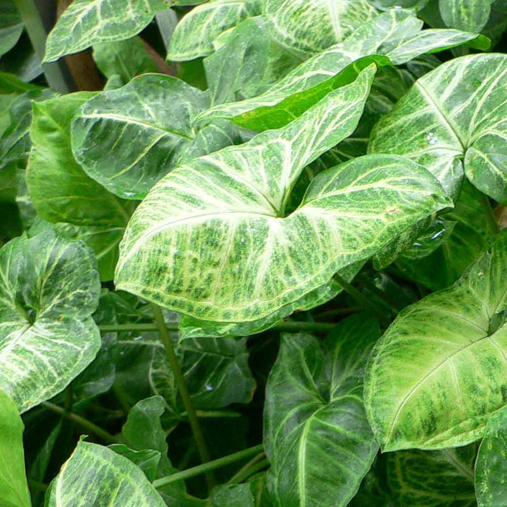 Syngonium cultivar t: 20cm