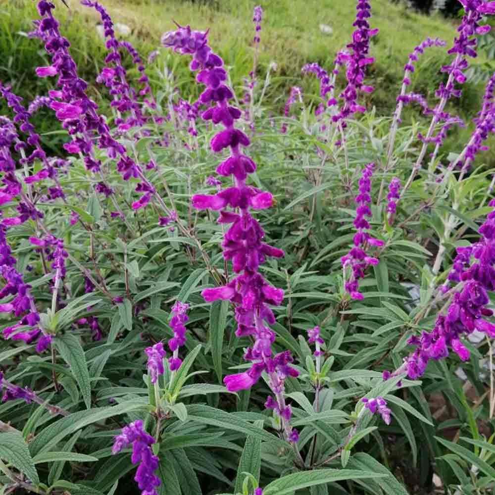 Lavender t: 30 cm