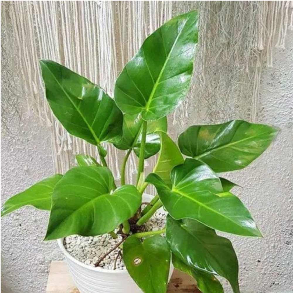 Philo marbel t: 60cm