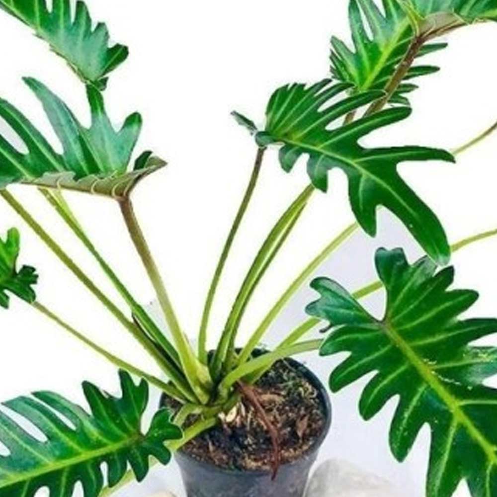 Philo xanadu (kecil) t: 20cm