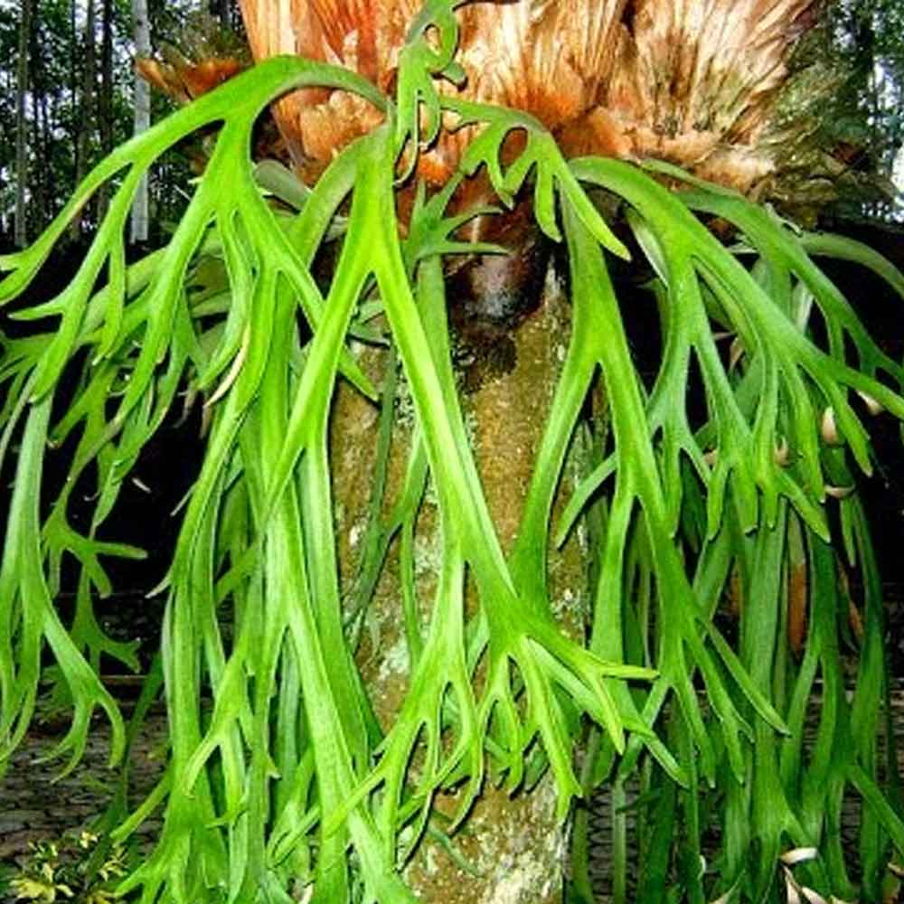 Kadaka tanduk rusa (minimal daun 3) p: 40cm