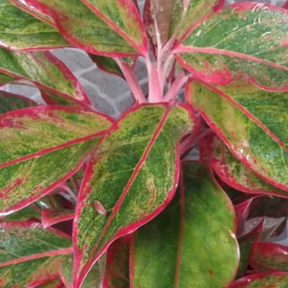 Aglaonema lipstik t: 25cm