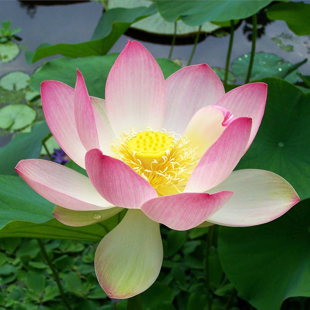 Lotus l: 20cm