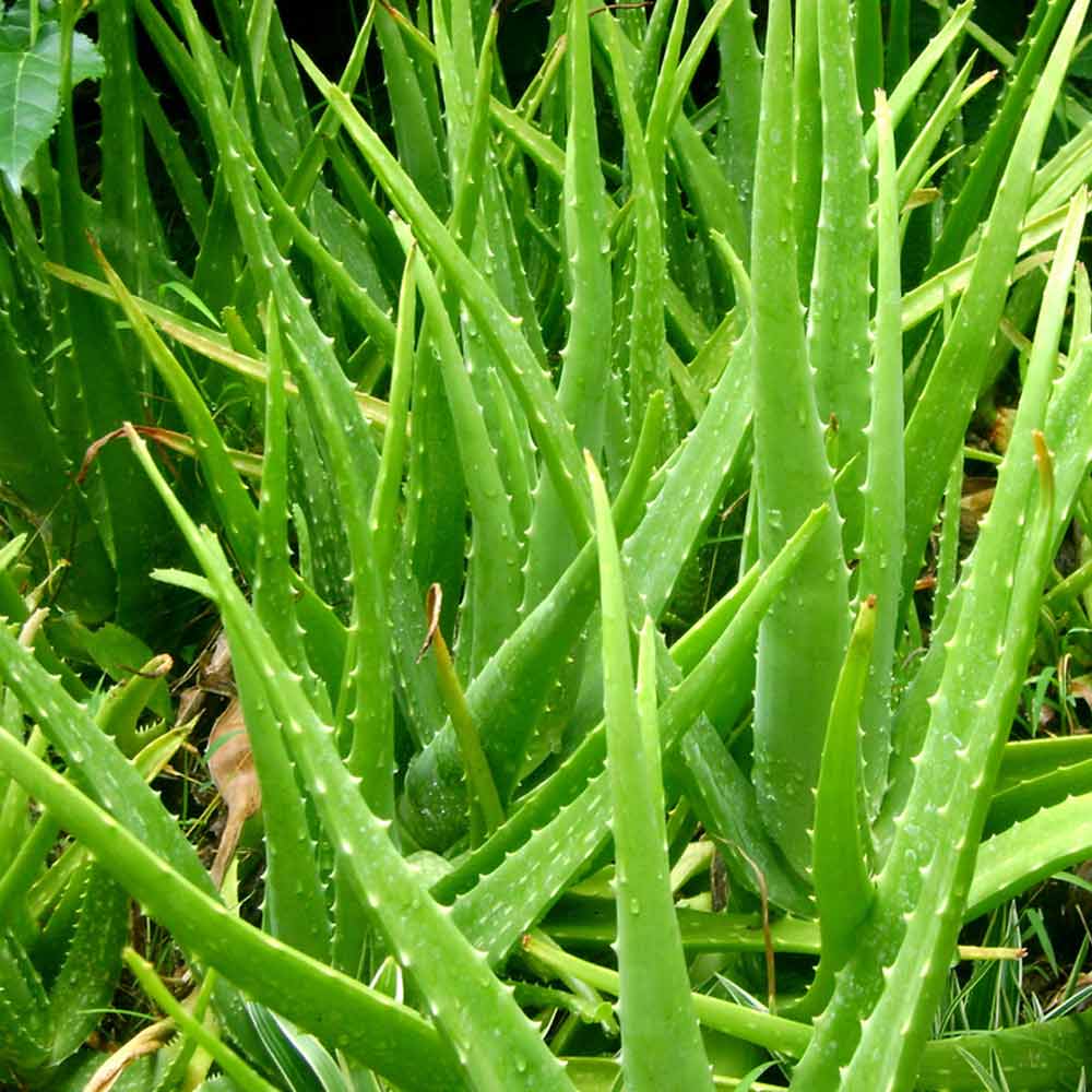 Lidah buaya t:30 cm