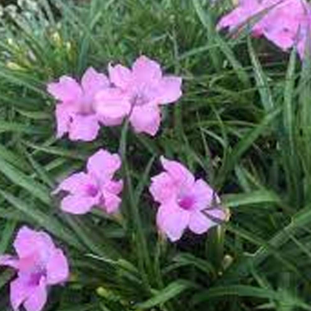 Ruellia dwarf
