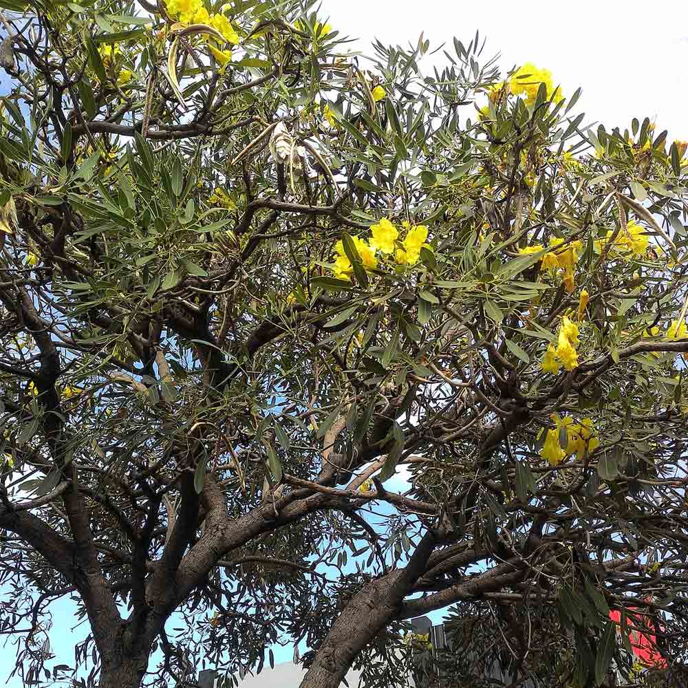 Tabebuya kuning t:2-2,5m