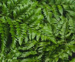 Boston fern/pakis
