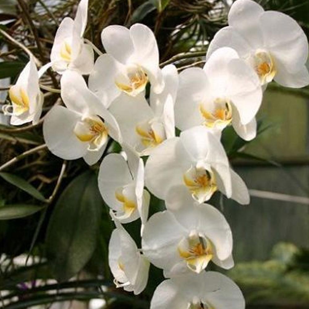 Anggrek bulan t: 25cm