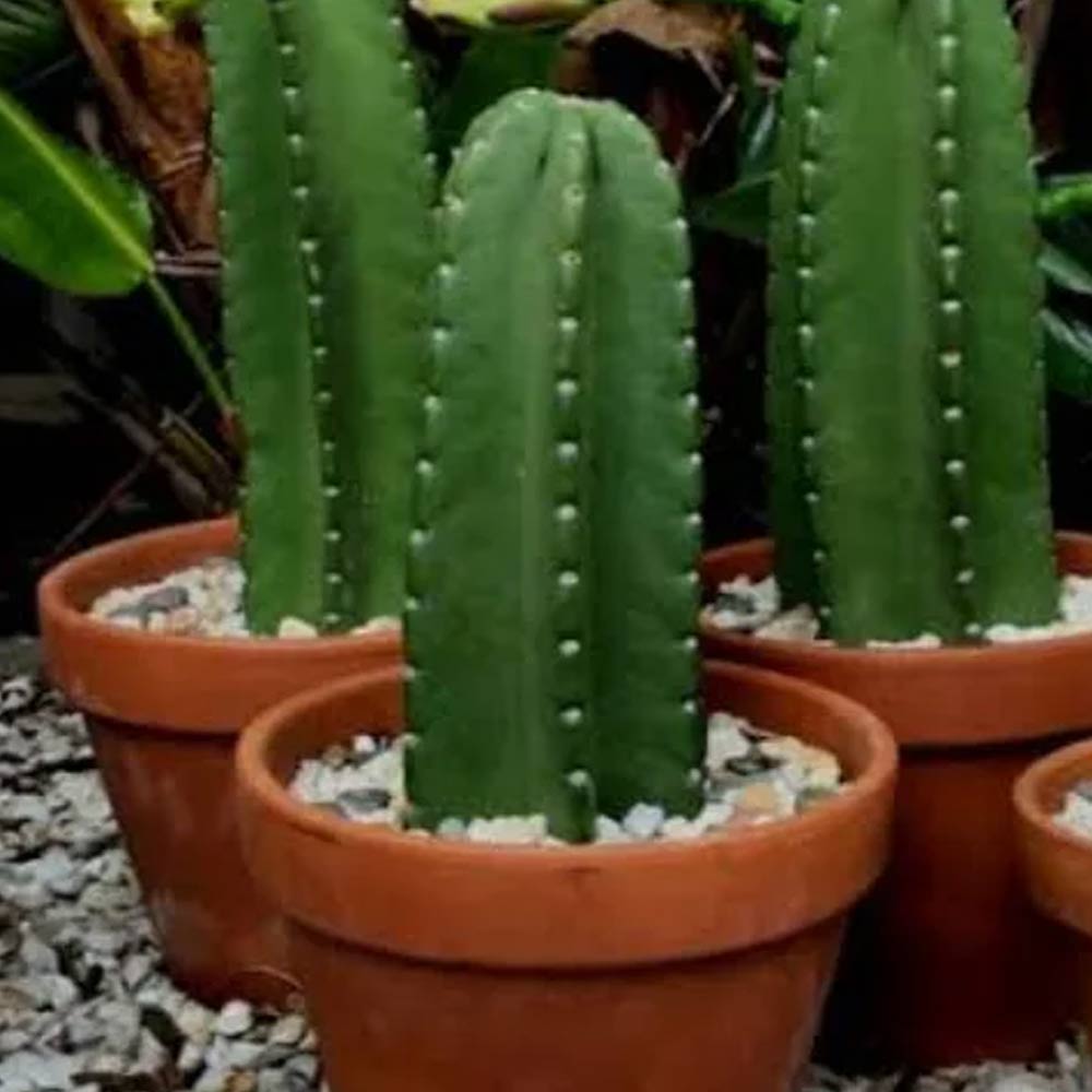 Kaktus koboi t=30 cm