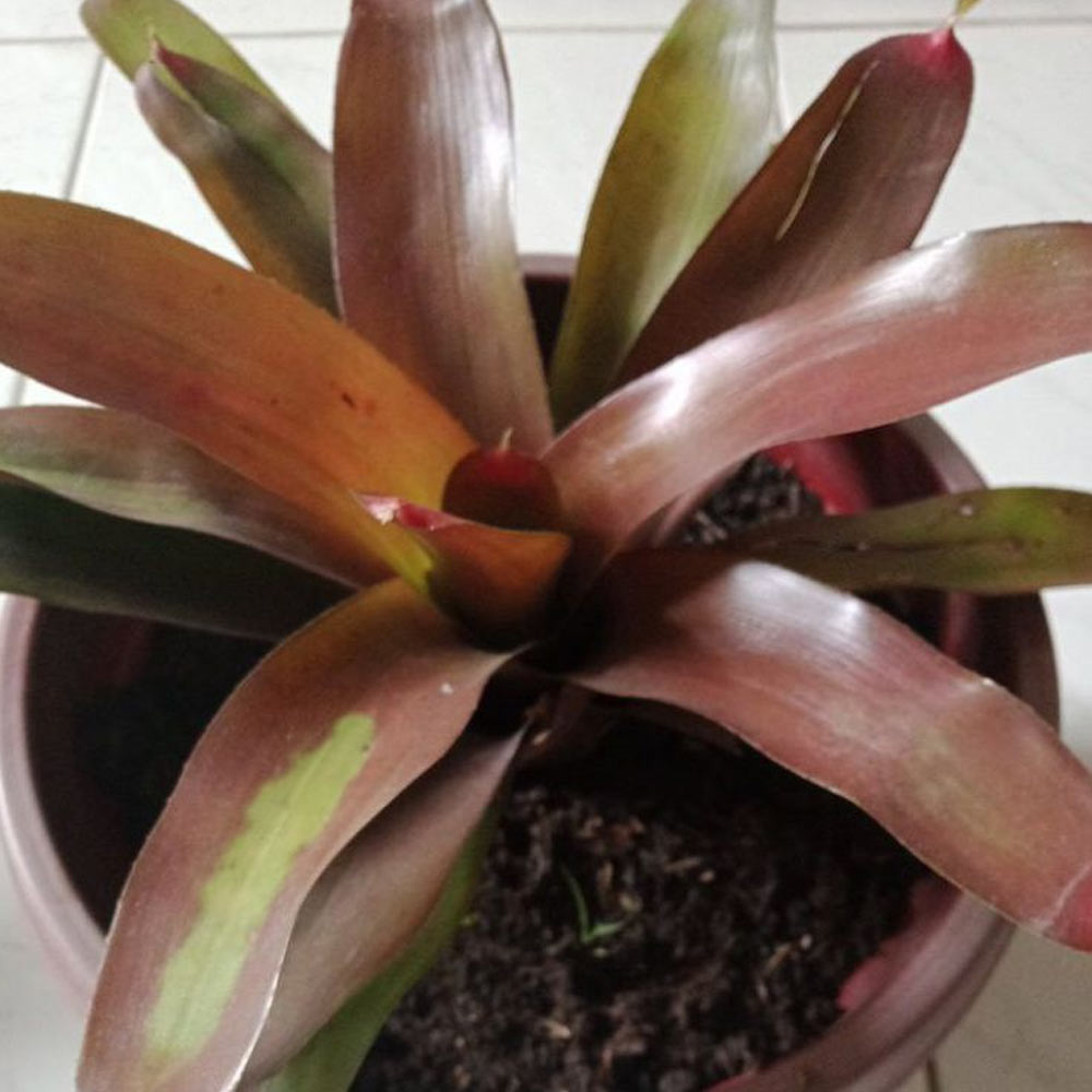 Bromelia coklat d: 30 cm