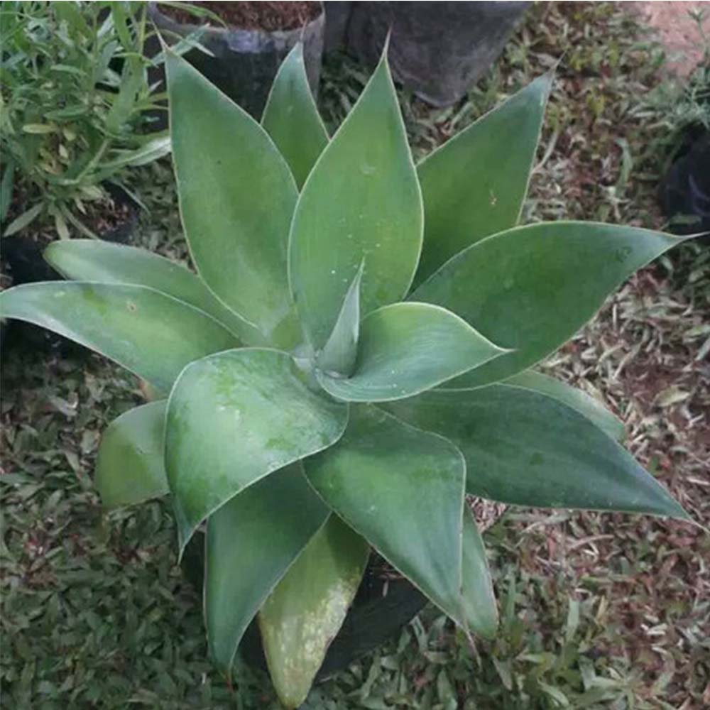 Siklok kecil d: 25 cm