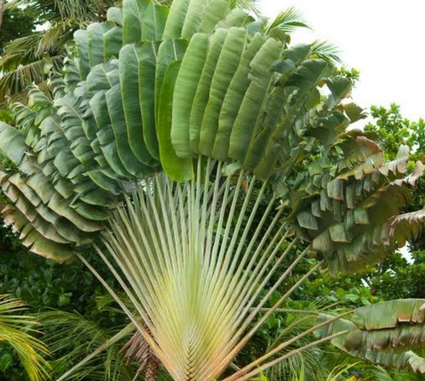 Pisang Kipas T: 1,5-2m