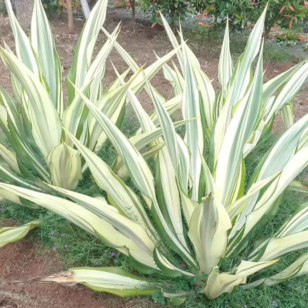 Agave putih