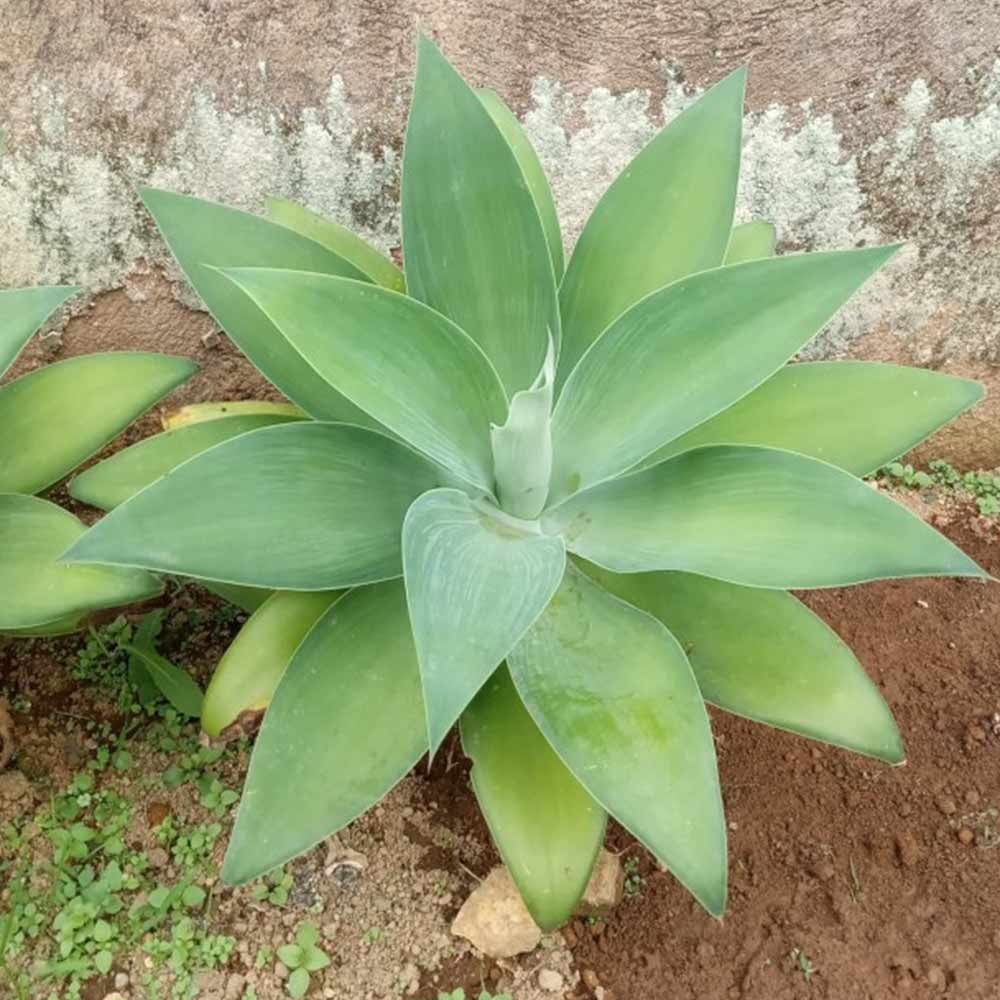 Siklok sedang dia.40 cm