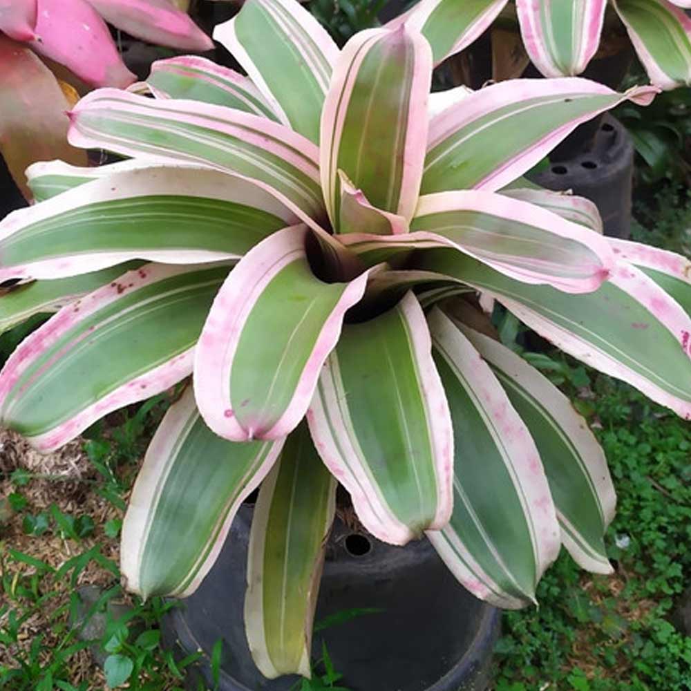 Bromelia Combo