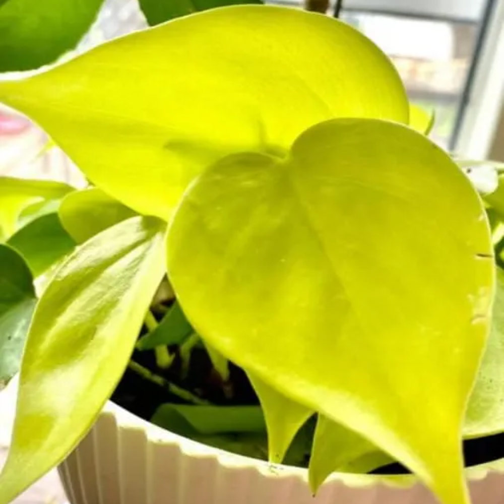 Philo golden lemon t: 20cm
