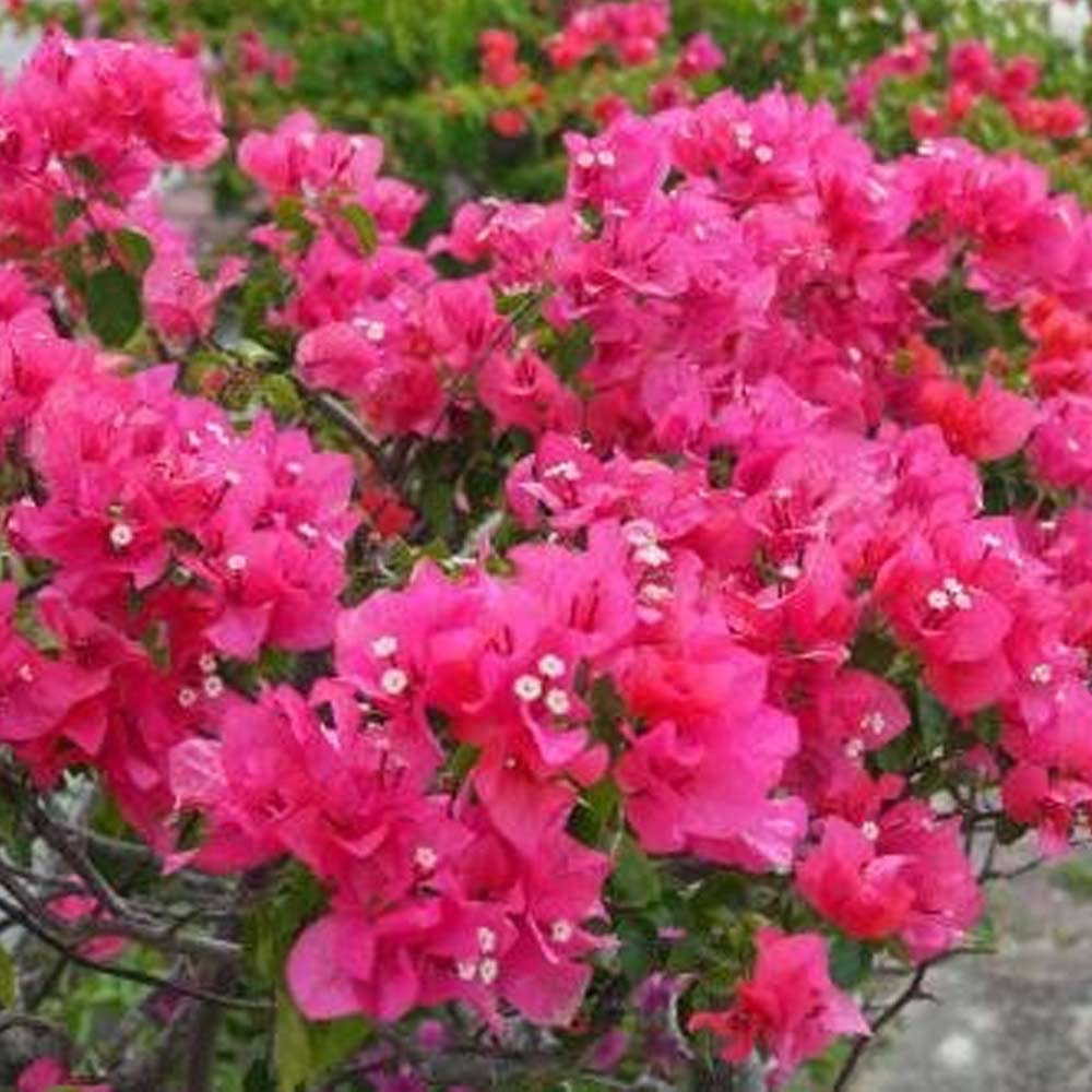 Bugenvil pink t: 1m