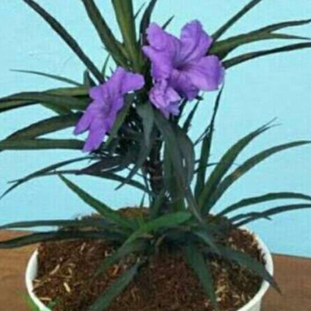 Ruellia dwarf (tpt) t: 10cm