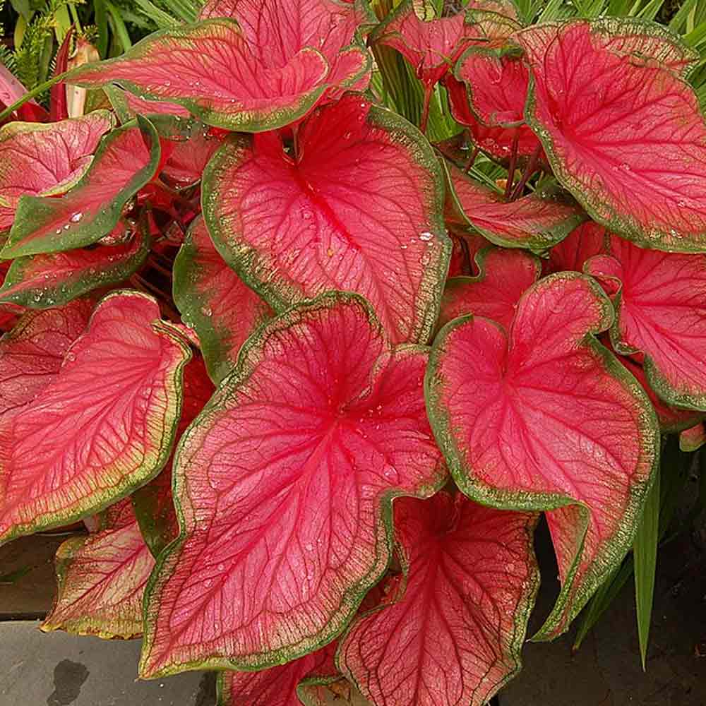 Keladi merah pot t: 25cm