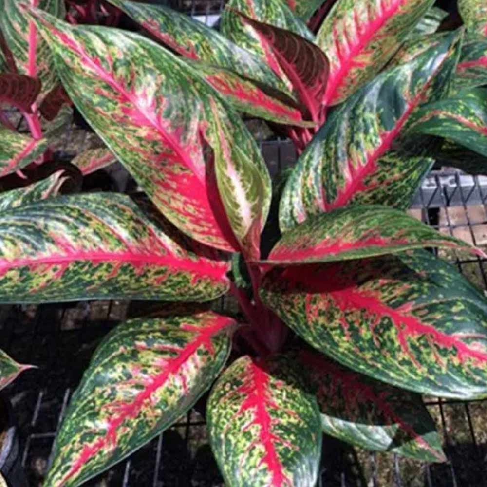 Aglaonema hot lady t: 30cm