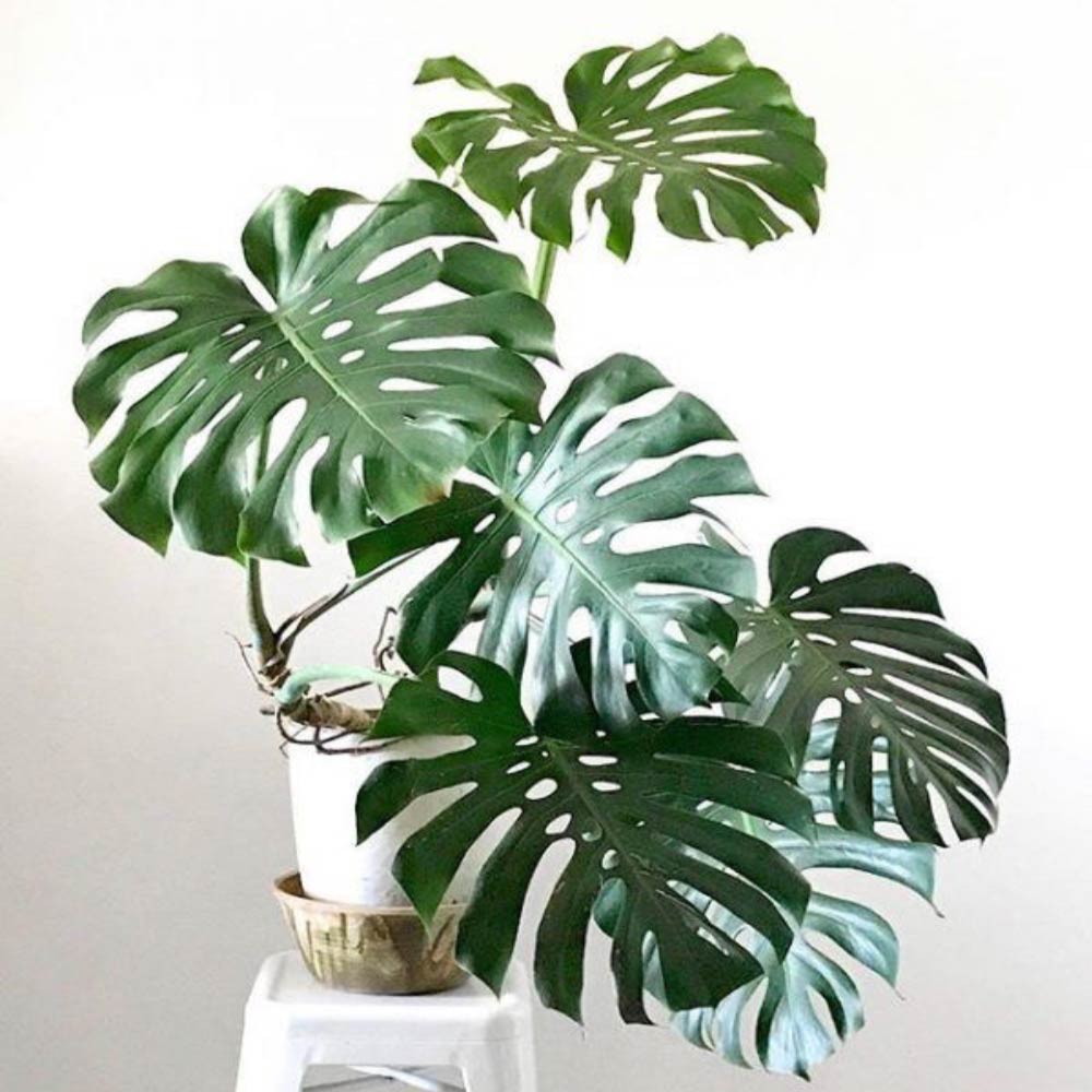 Philo monstera (5-6 daun) t: 60 cm