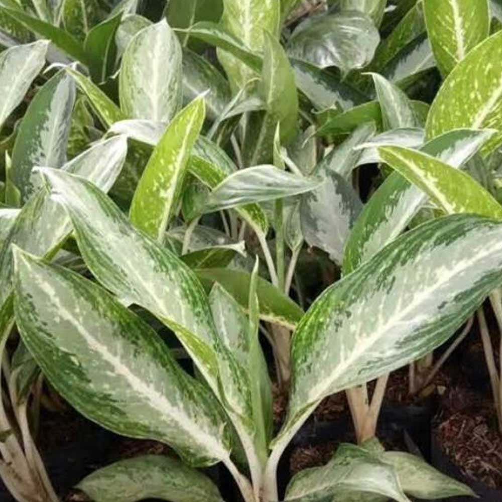 Aglaonema susu t: 30cm