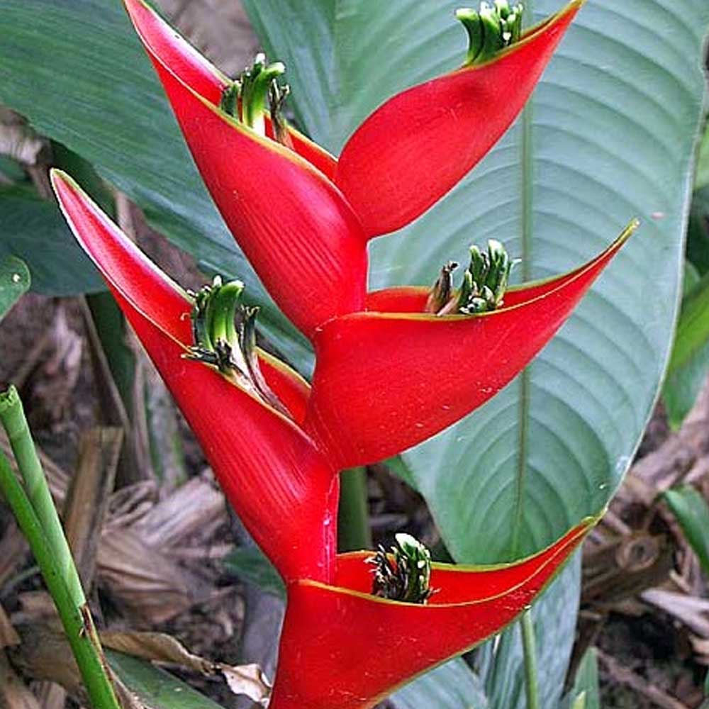 Heliconia bali (berbunga pisang betet) t: 1m