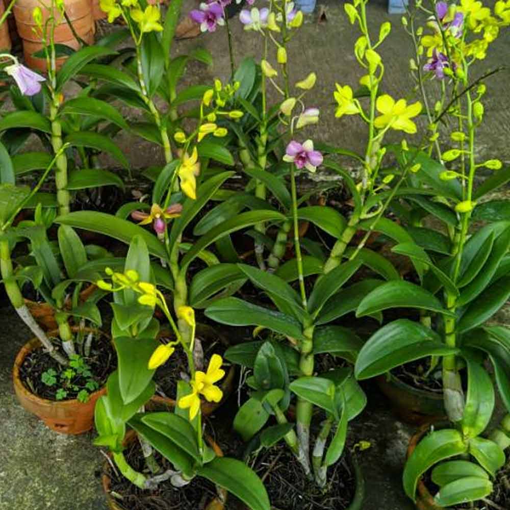 Anggrek dendrobium t: 25cm