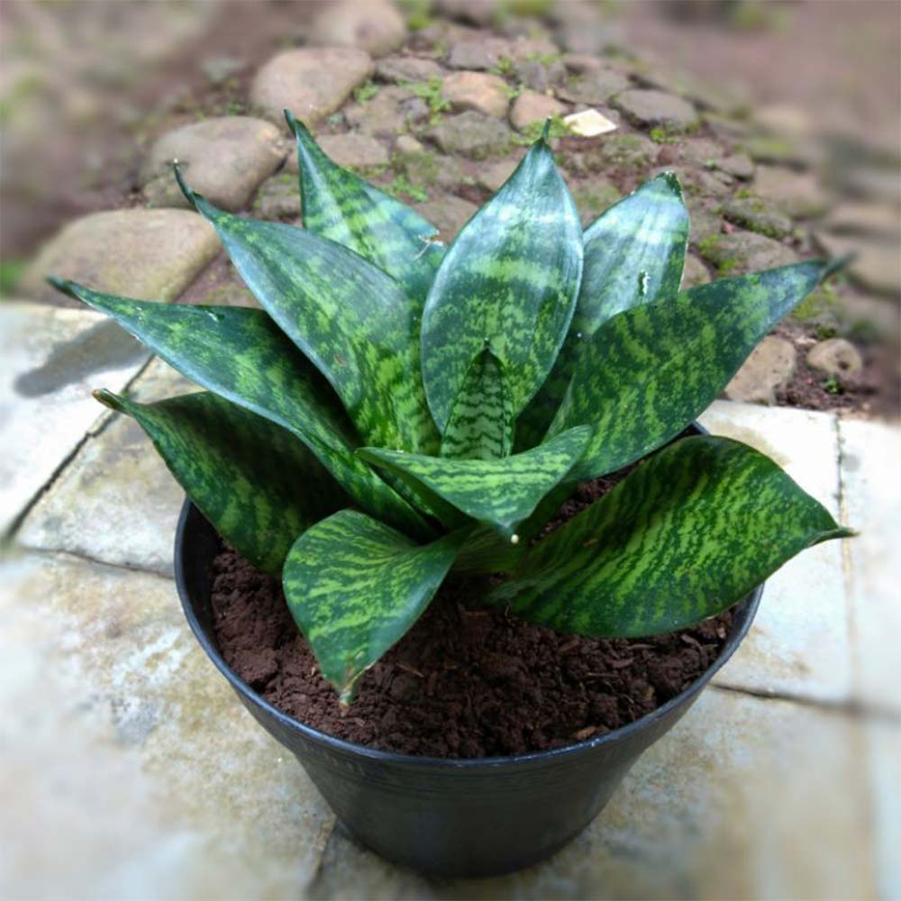 Sansevieria kodok hijau t: 10cm