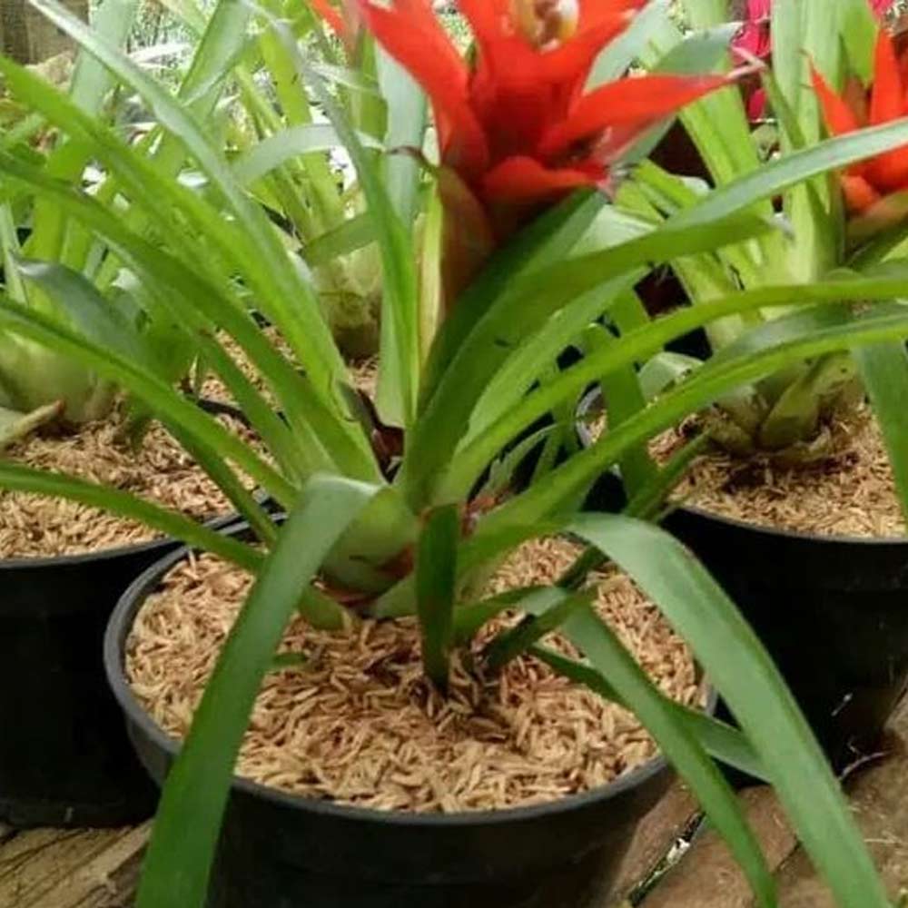 Bromelia guzmania d: 20 cm