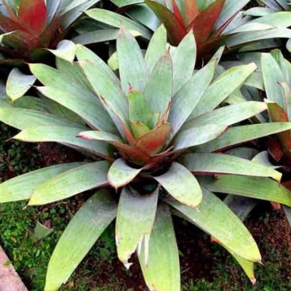 Bromelia imperal/bromelia giant d: 40 cm