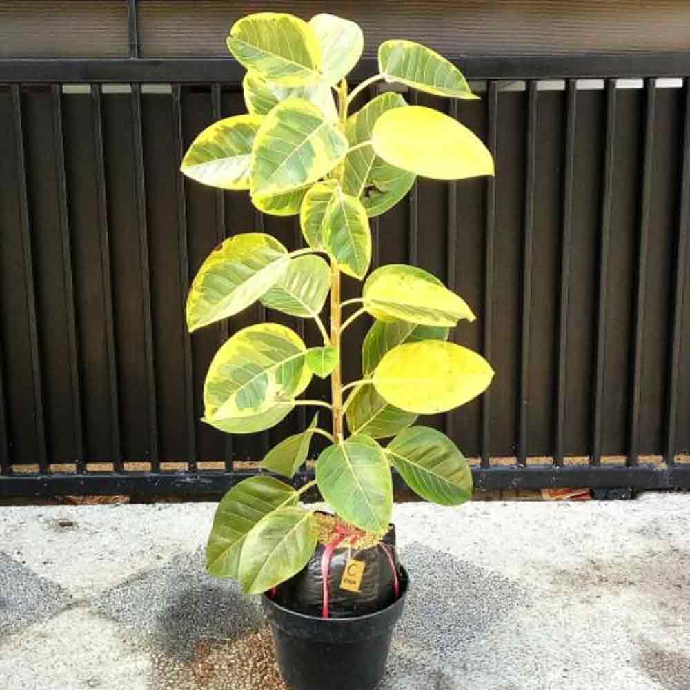 Karet kebo variegata kuning hijau t: 1,5m