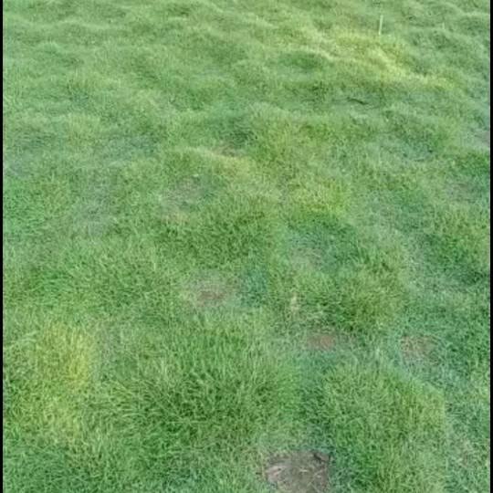Rumput Peking