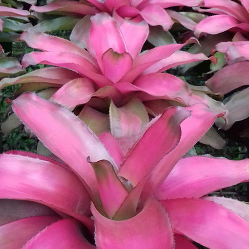 Bromelia pink grass d: 25 cm