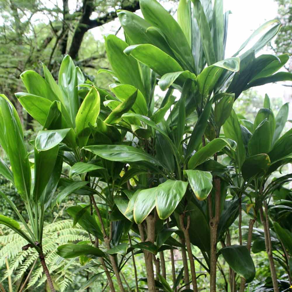 Hanjuang hijau t: 60 cm