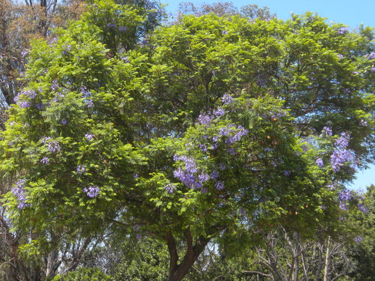 Pohon Jacaranda